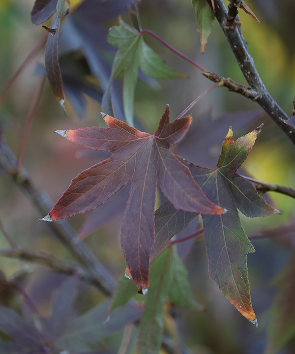 Liquidambar Worplesdon Trees of Waipa