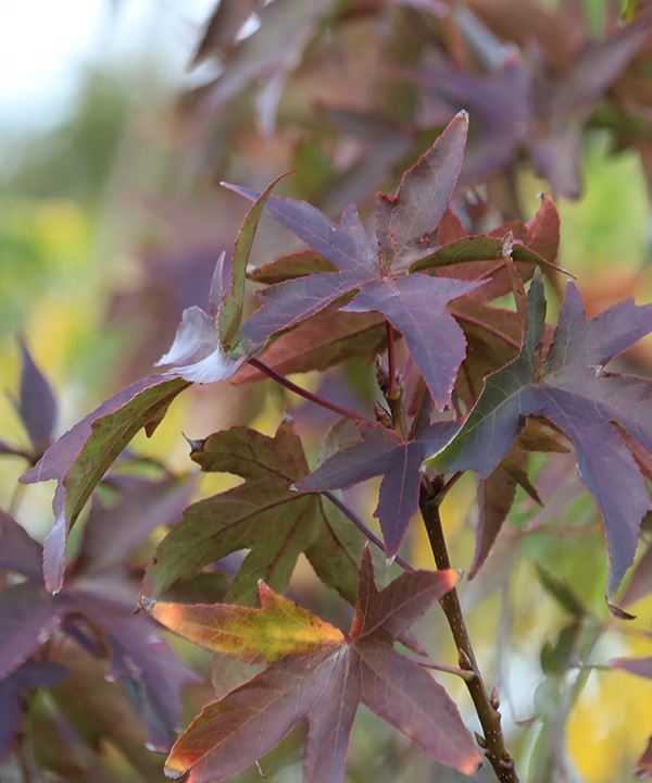 Liquidambar Worplesdon Trees of Waipa