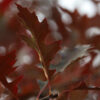 Red oak Rubra