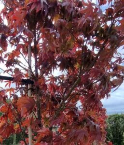 Acer P Pixie – Trees of Waipa