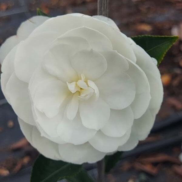 Camellia Early Pearly 1 4web