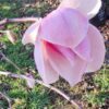 Magnolia Campbelli Flower