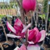 Magnolia Old Port