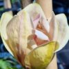 Magnolia Sunsation